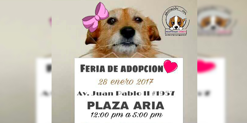 Adoptamor-Realizará-Feria-De-Adopción-Cerca-De-Altozano