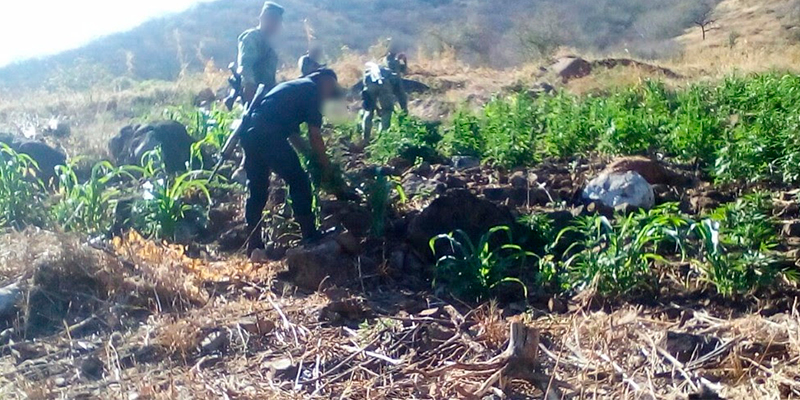 Sedena-Y-SSP-Destruyen-Plantíos-De-Mota-En-Churumuco