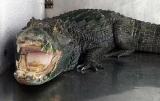 caiman estados unidos marihuana cocodrilo