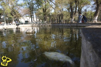 Hasta ayer así lucía el pato que nado muerto por al menos 2 días comprobados, aunque pudo ser una semana, ante el desdén de la Dirección de Parques y Jardines del Ayuntamiento