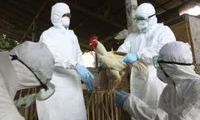 Guanajuato: 13 granjas de Bachoco con Influenza Aviar