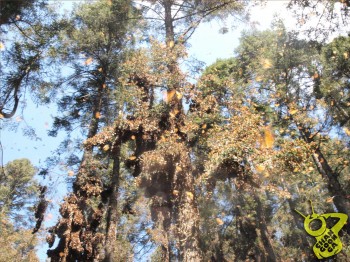 mariposa monarca en vuelo