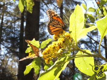 mariposa monarca posee 2