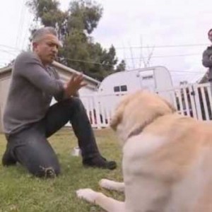 cesar millan atacado