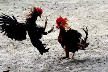 gallos de pelea