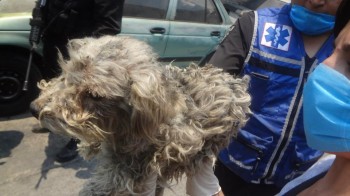 Asociaciones, veterinarios y voluntarios continúan rescatando a animales de la explosión en Xalostoc