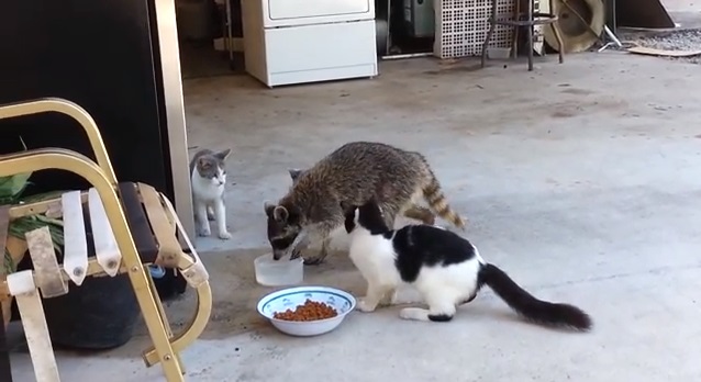 Mapache roba comida de gatos