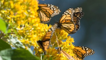 Mariposa Monarca