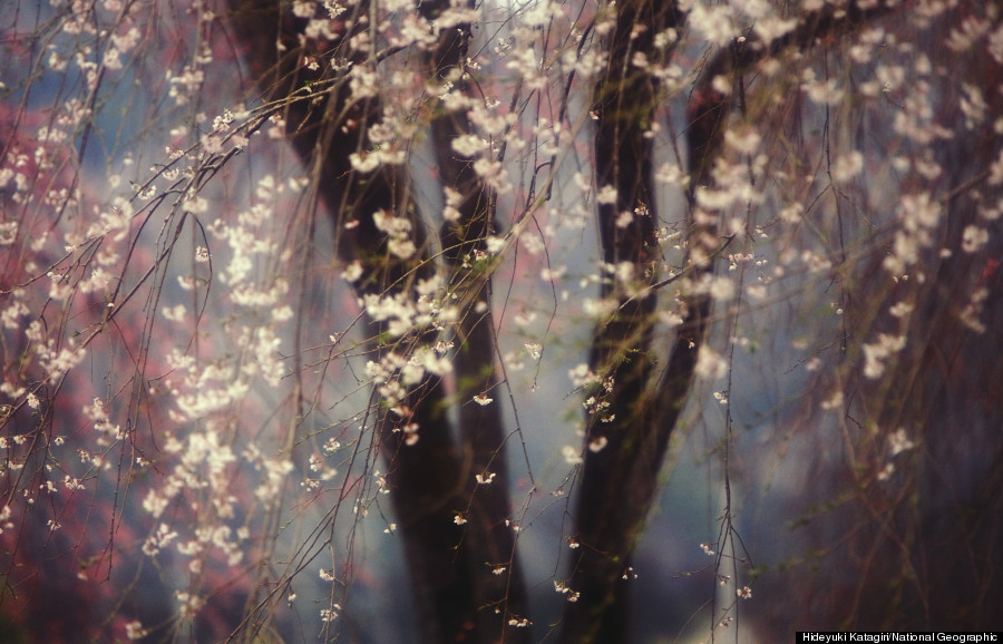 sakura - 2013-04-06_200850_outdoor-scenes.jpg