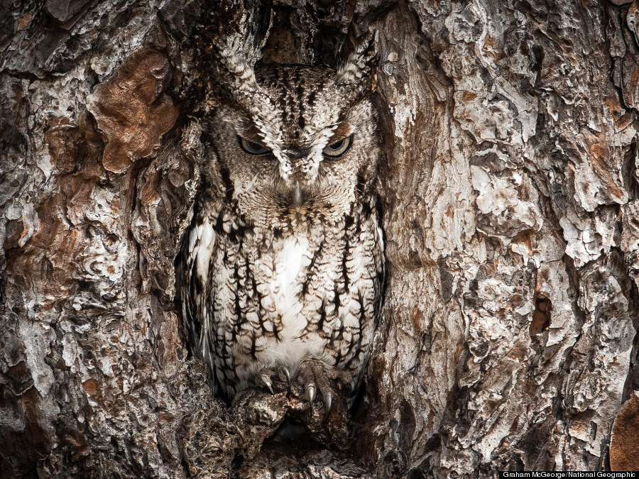 Portrait of an Eastern Screech Owl - 2013-04-18_202369_outdoor-scenes.jpg