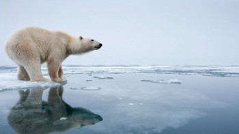 La última vez que el oso en cuestión fue visto vivo