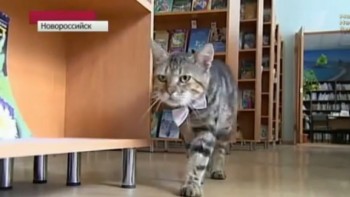 Gato bibliotecario