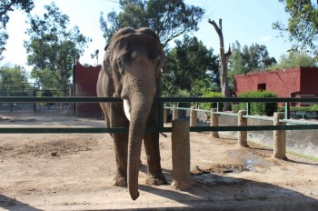 Gypsy Zoológico de Morelia elefante