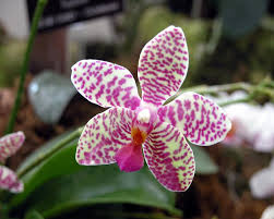 orquidea