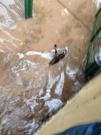 zoo culiacán más animales muertos