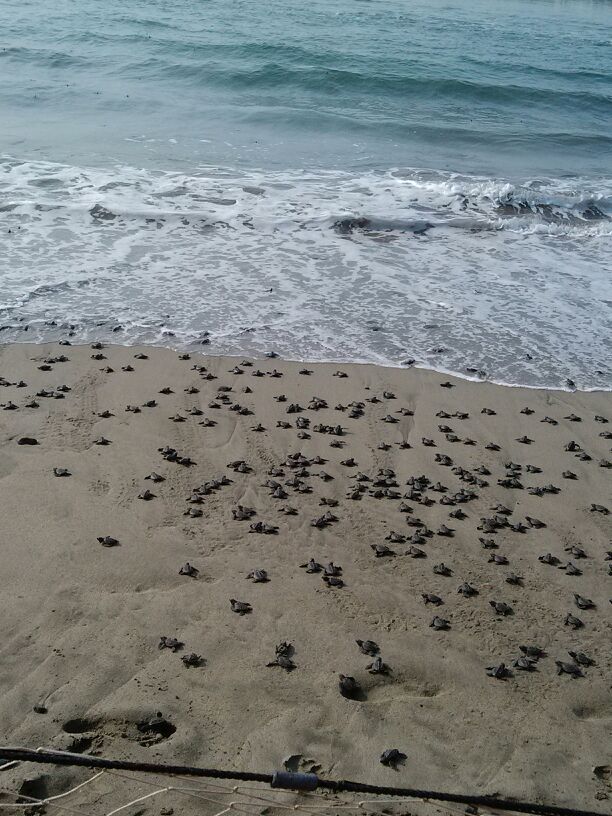 Campamentos tortugas Michoacán Turismo