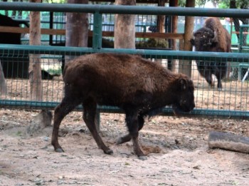 bisonte americano Zoológico de Morelia