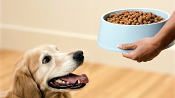 comida para mascotas impuestos