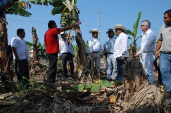 daños por lluvias cultivos Michoacán