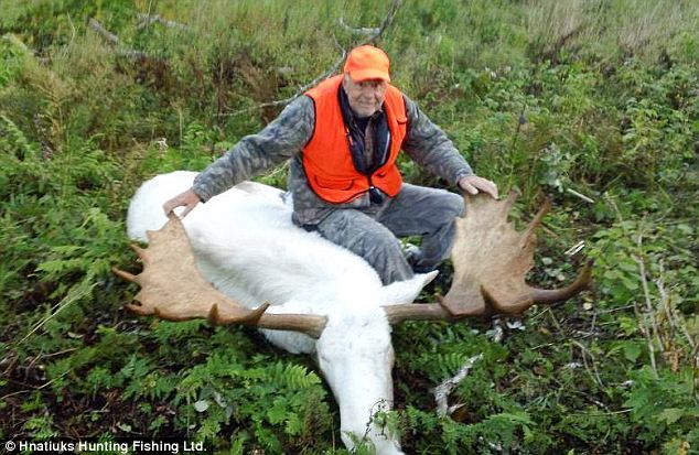 sagrado alce blanco muerto