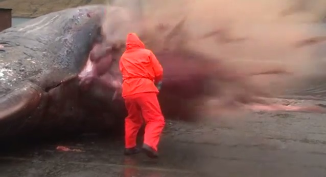 explosión de ballena