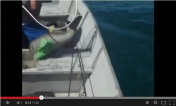 video rescatan a delfin en brasil