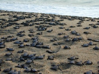 Impulso turístico Lanzamiento de La Ruta de la Tortuga en Michoacán 