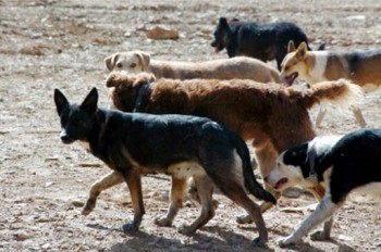 jauria de perros la buena