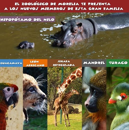 nuevos nacimientos en el Zoológico de Morelia