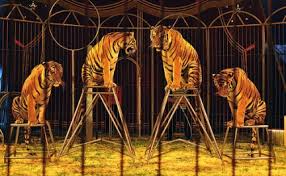 tigres de circo