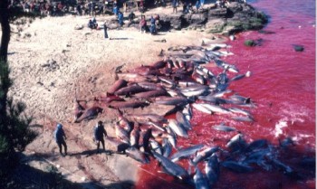 matanza delfines japón