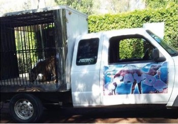 Camioneta del circo "Daniel Atayde" en el interior del Zoo de Morelia, lista para el traslado de los animales que adquirió