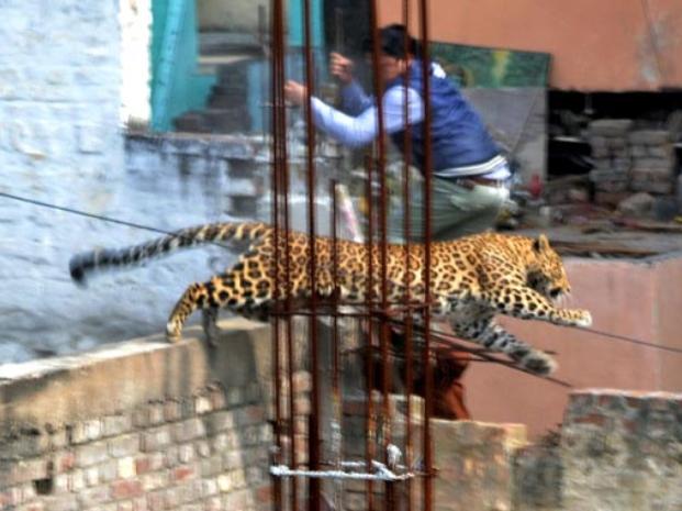 leopardo escapa india