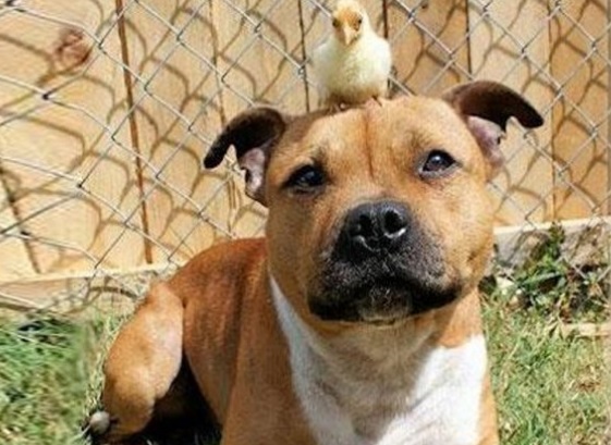 La historia de un perro y un pollo amigos para siempre