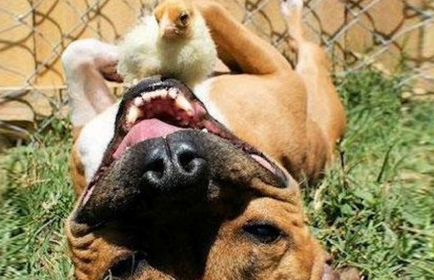 La historia de un perro y un pollo amigos para siempre