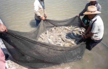 Mojarra, pesca, pescadores