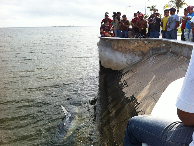 tiburón azul muerto 3