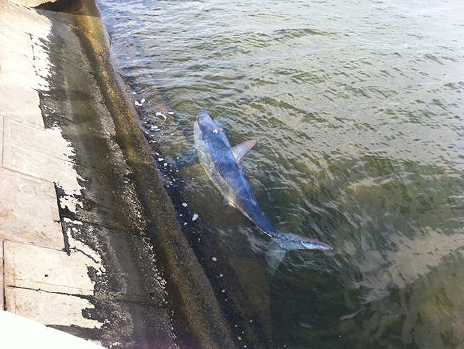 tiburón azul muerto