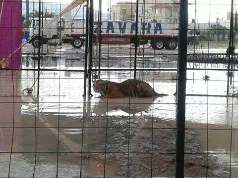 circo irapuato tigres lodazal nadando