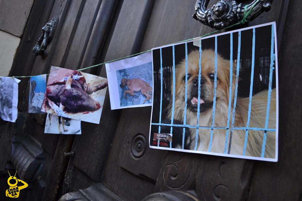 marcha derechos de los animales Morelia 017