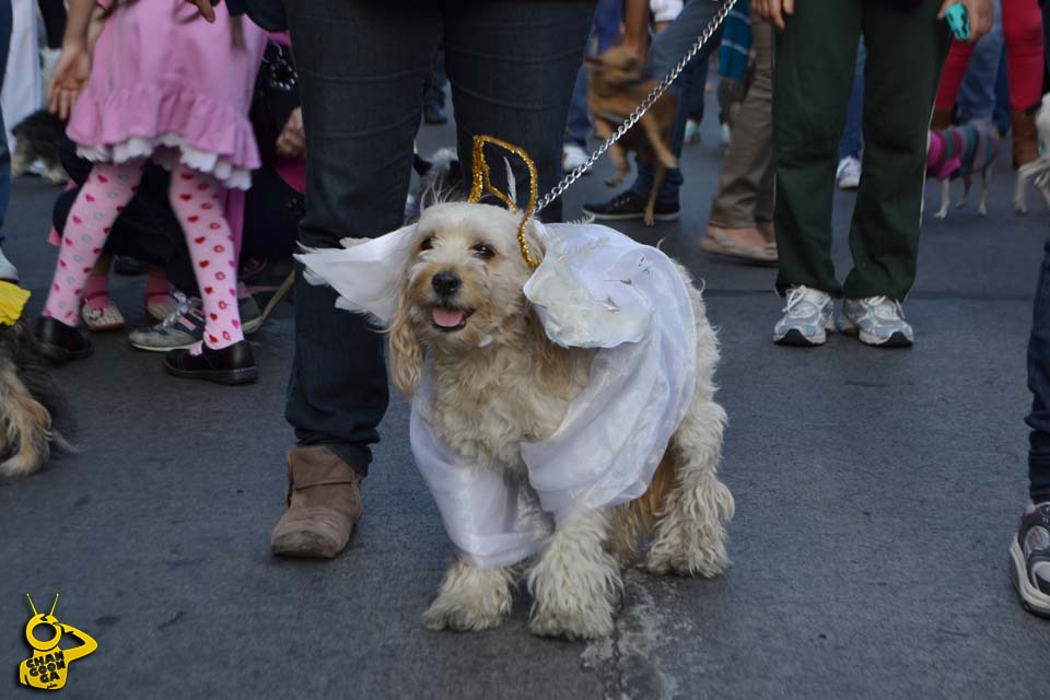 marcha derechos de los animales Morelia perro ángel