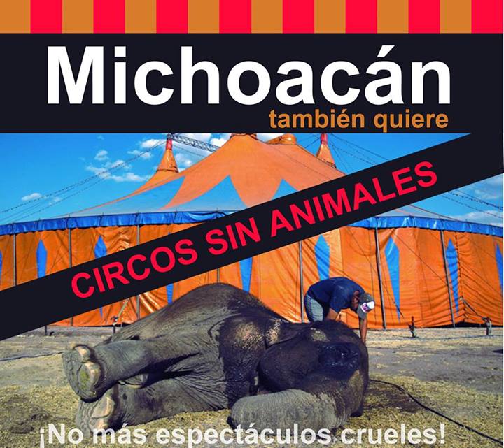 michoacan tmb quiere circo sin animales