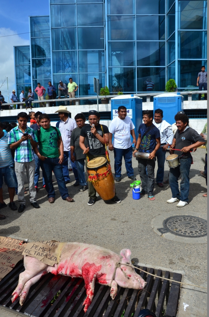 cerdo sacrificado pemex 1