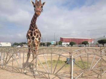 jirafa en circo de monterrey