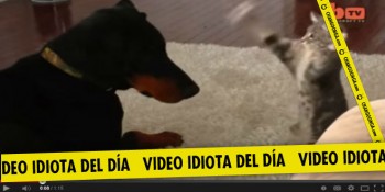 video idiota