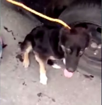 video perrito psicologa carro