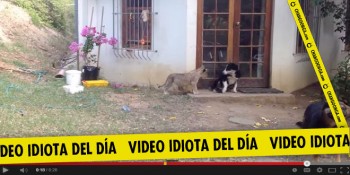 video idiota susto al perro