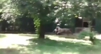 #VIDEO: Tigre Blanco Mata A Joven En Un Zoo De La India