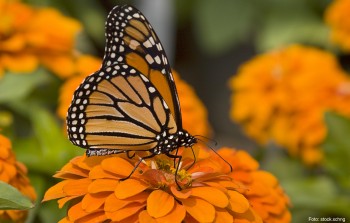 mariposa monarca