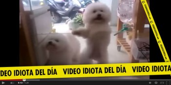 video idiota el baile del perrito